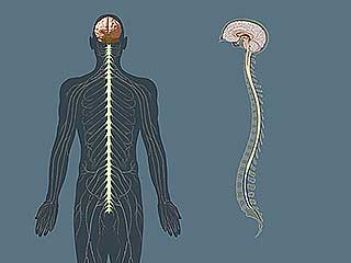 the central nervous system